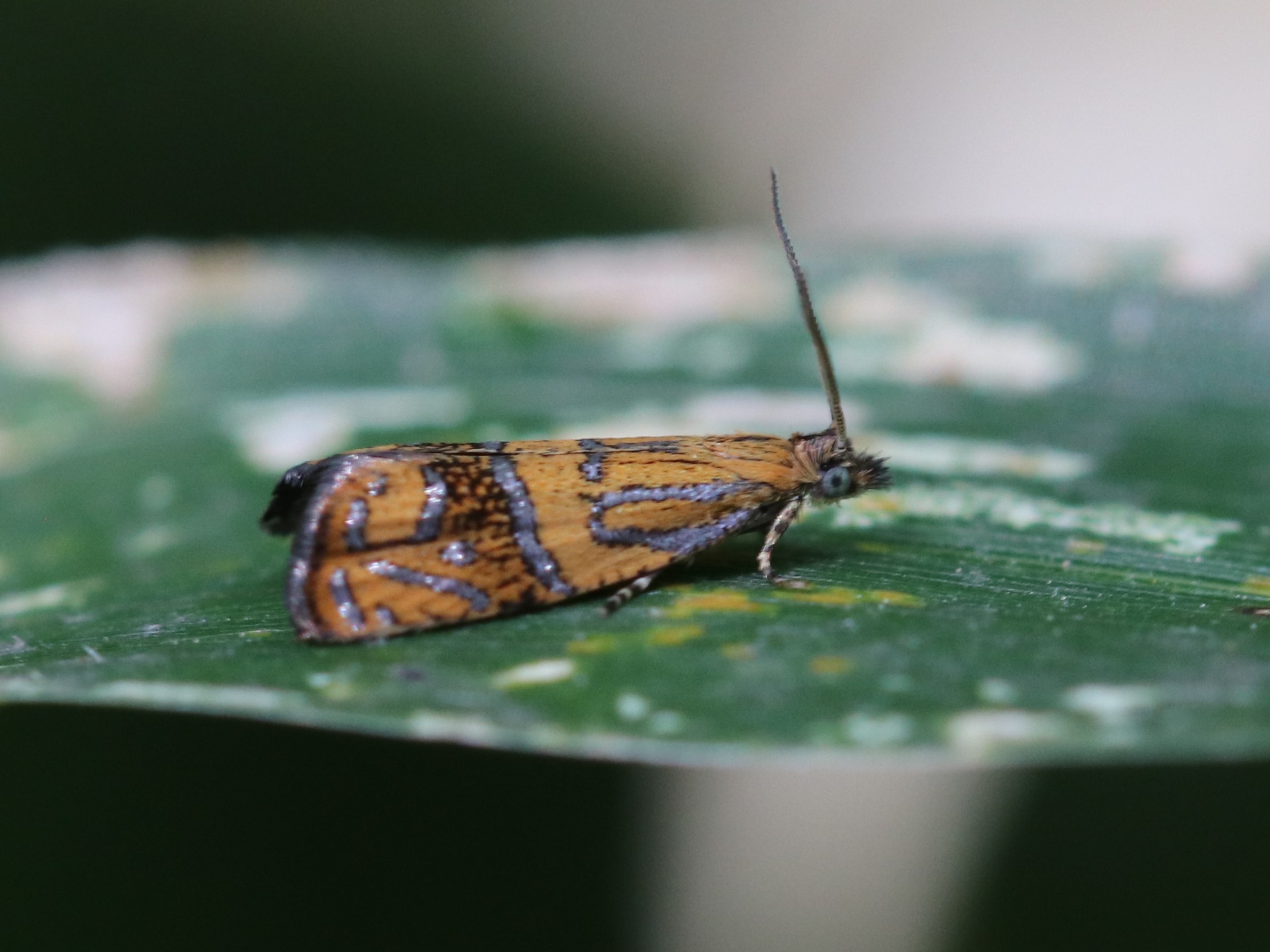tepinotia_sp
